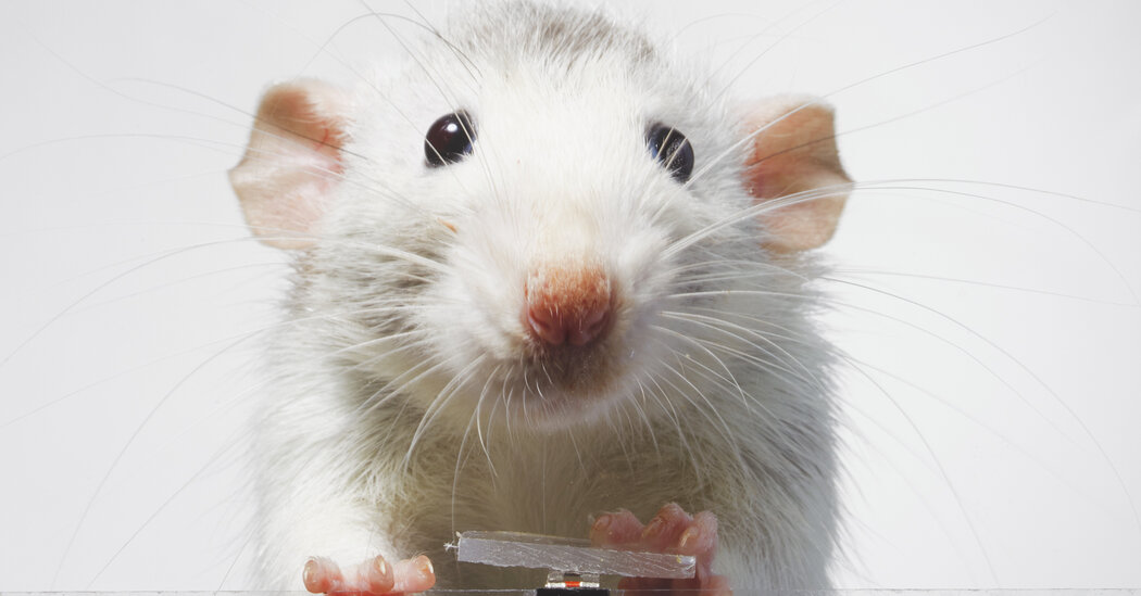Even Rats Are Taking Selfies Now (and Having fun with It)