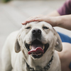 Petting other people's dogs, even briefly, can boost your health