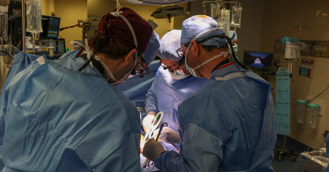 Surgeons Transplant Pig Kidney Right into a Affected person, a Medical Milestone