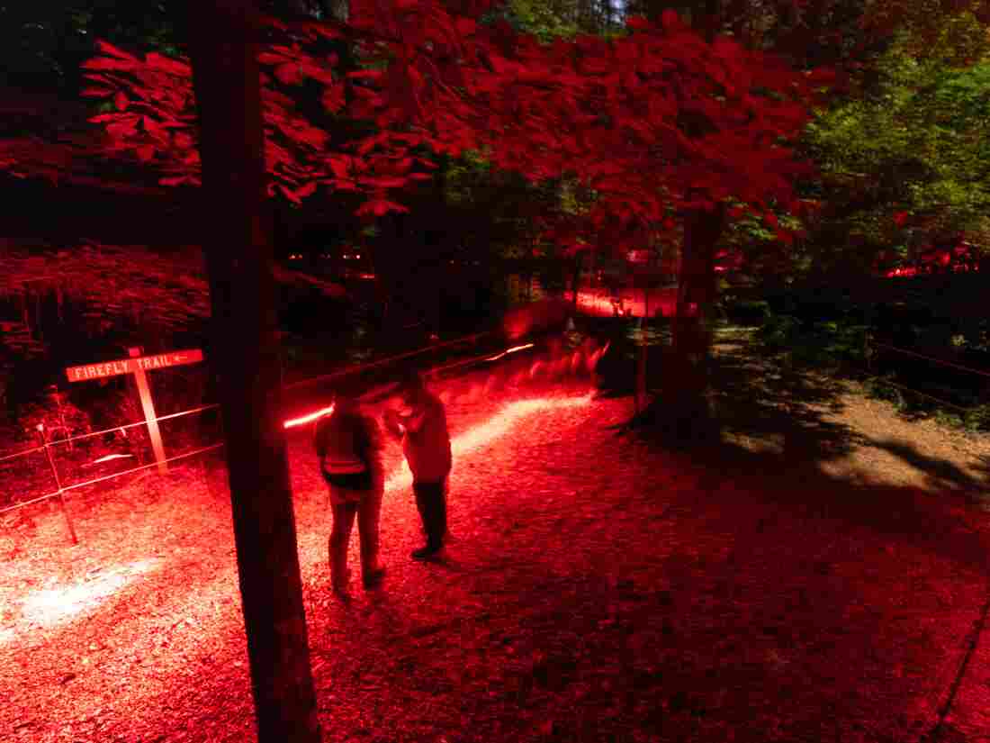 Visitors, carrying red flashlights, look for fireflies at Congaree National Park on Thursday, May 16, 2024, in Hopkins, S.C. The red lights are less disturbing to the insects than regular white lights.
